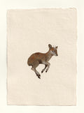 Pudu - Original Gouache Study