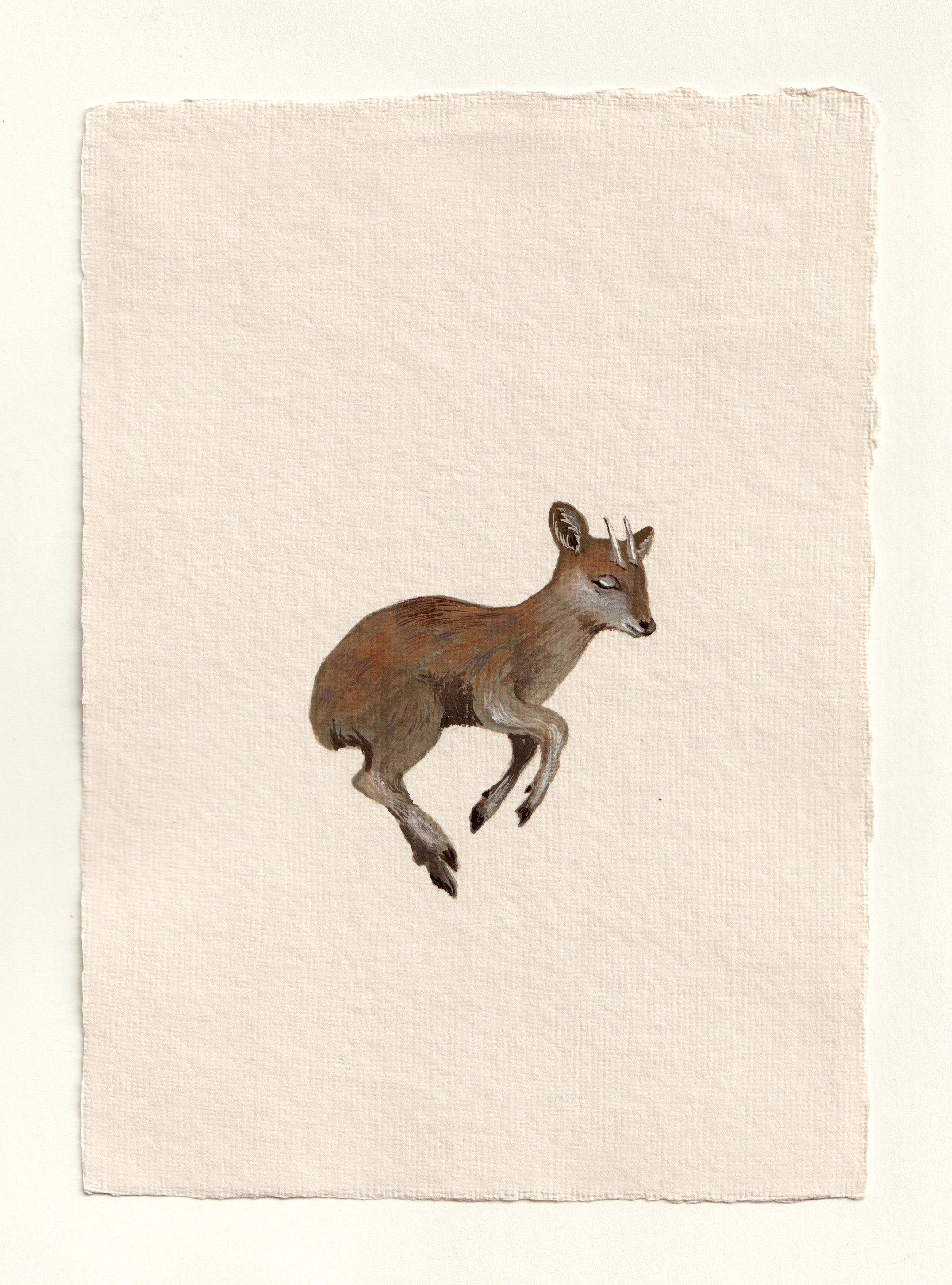 Pudu - Original Gouache Study
