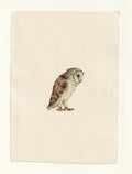 Barn Owl - Original Gouache Study