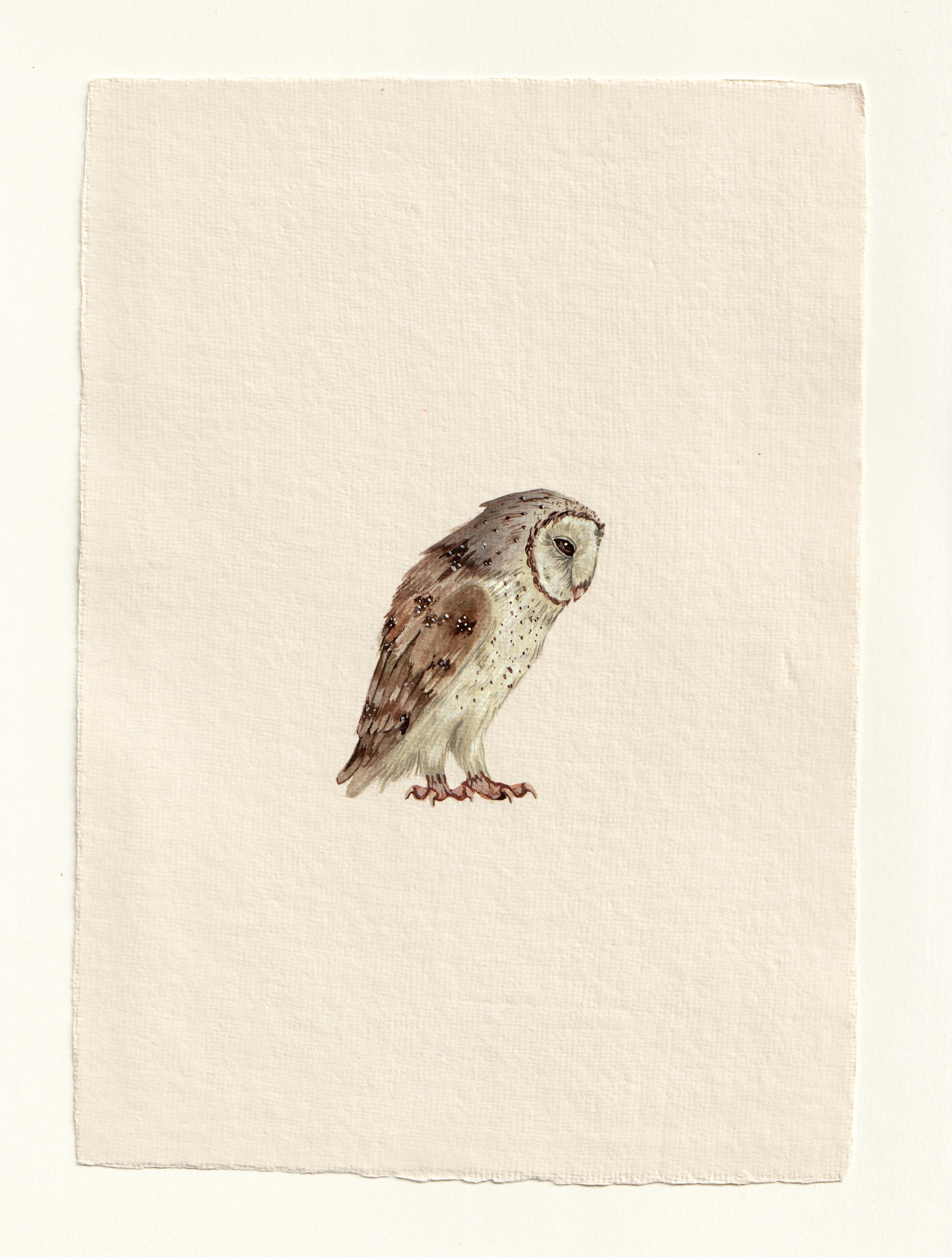 Barn Owl - Original Gouache Study