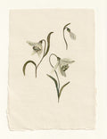 Snowdrop - Original Gouache Study
