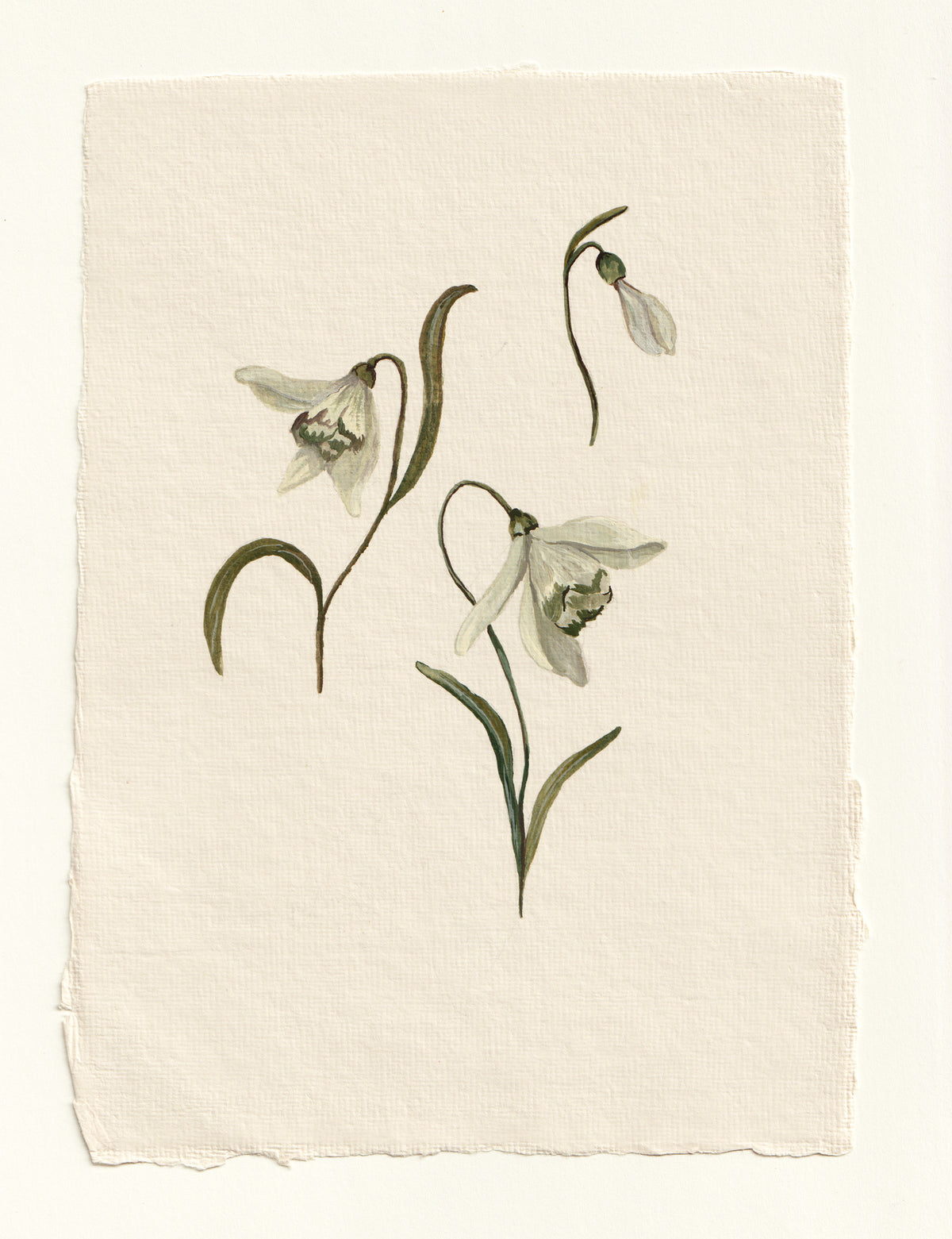Snowdrop - Original Gouache Study