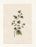 Hedera - Original Gouache Study