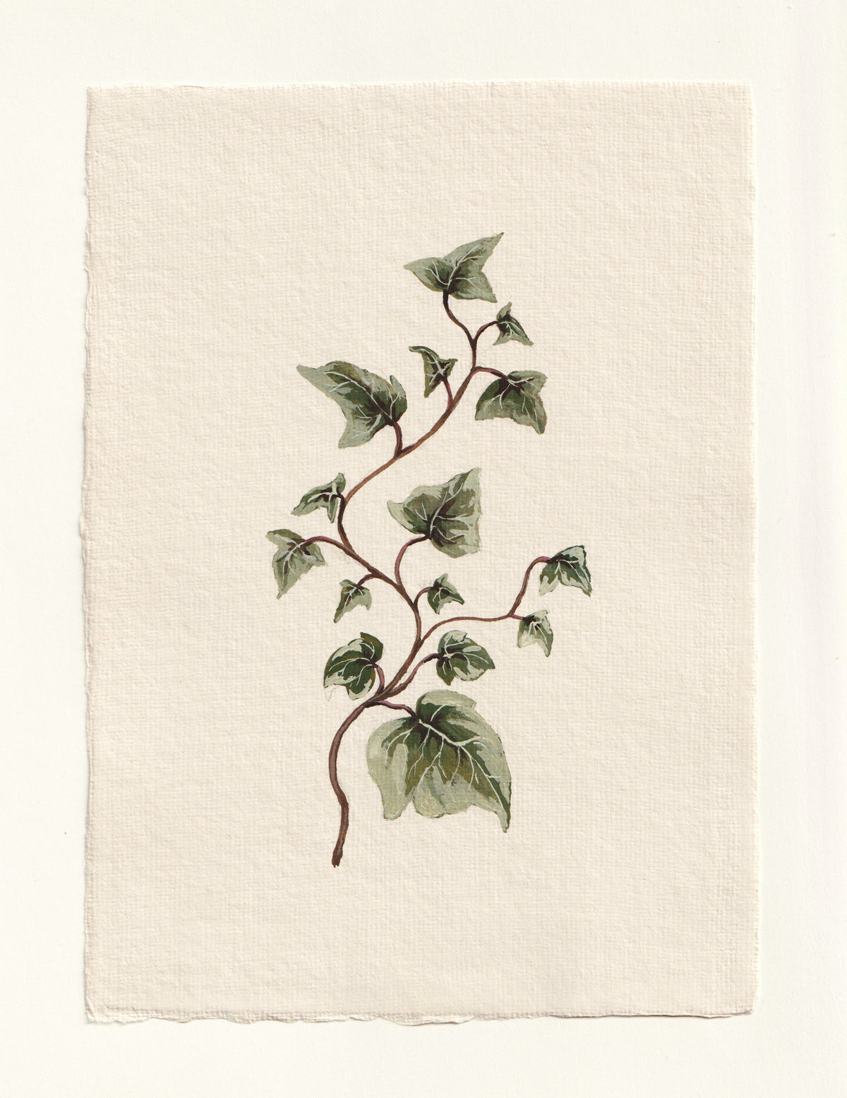 Hedera - Original Gouache Study