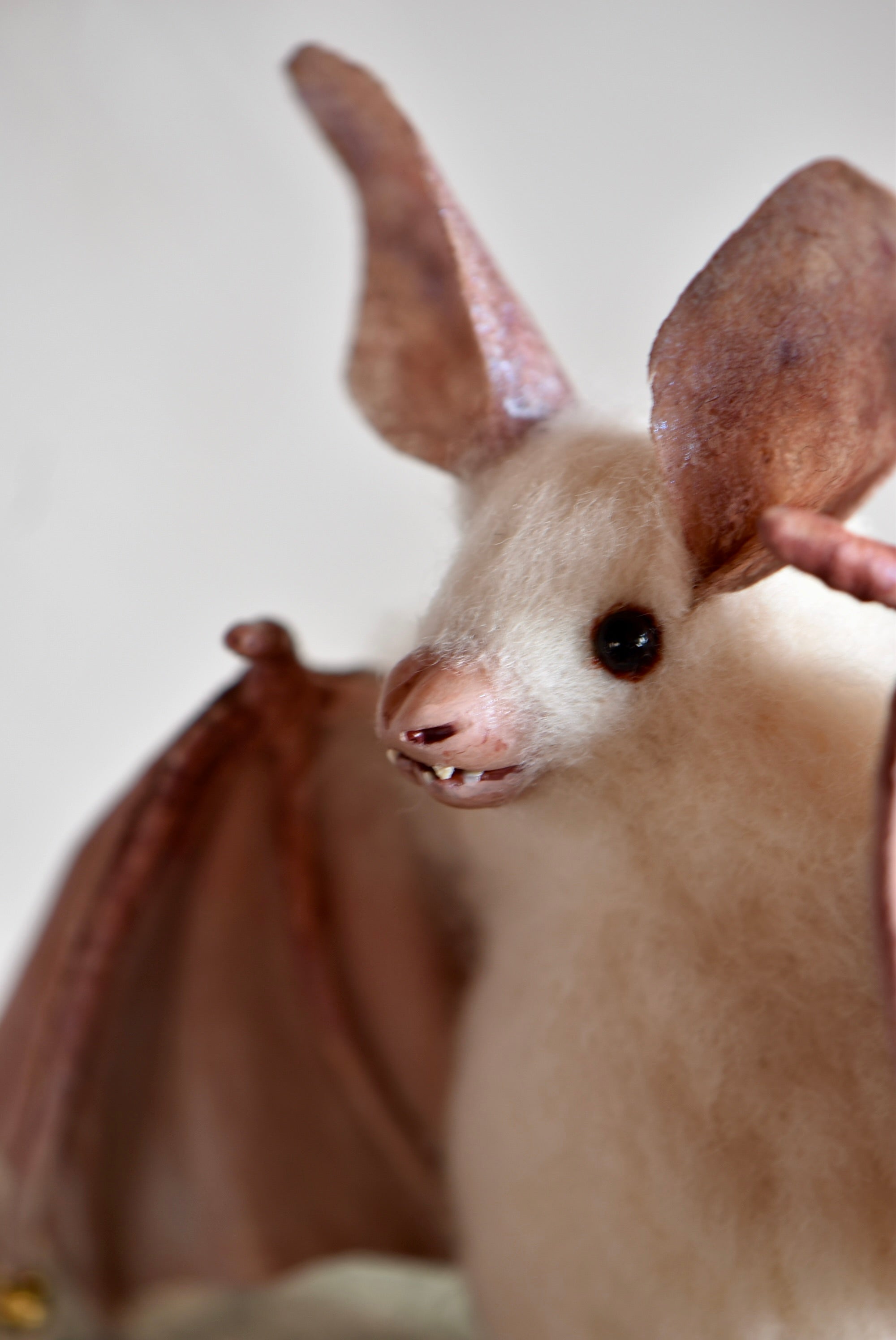 White bat of the Mist
