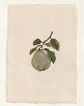 Pear I - Original Gouache Study