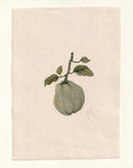 Pear II - Original Gouache Study