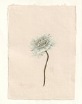 Scabiosa I - Original Gouache Study