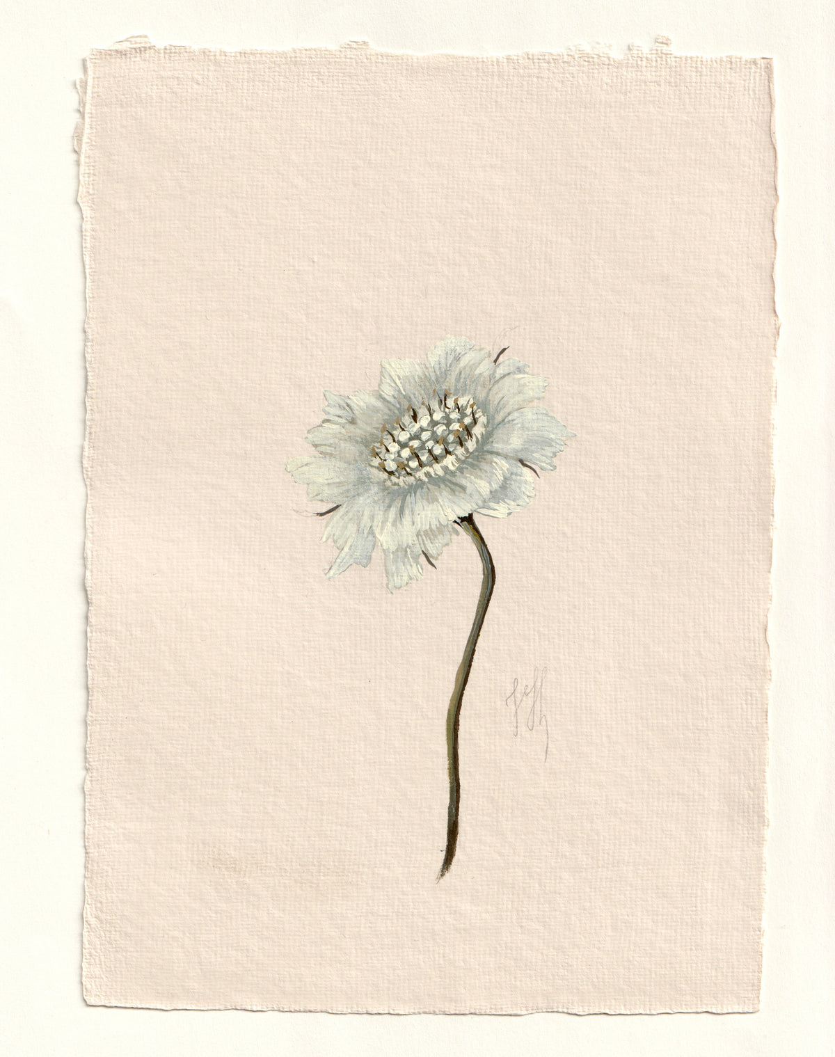 Scabiosa I - Original Gouache Study