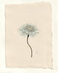 Scabiosa II - Original Gouache Study