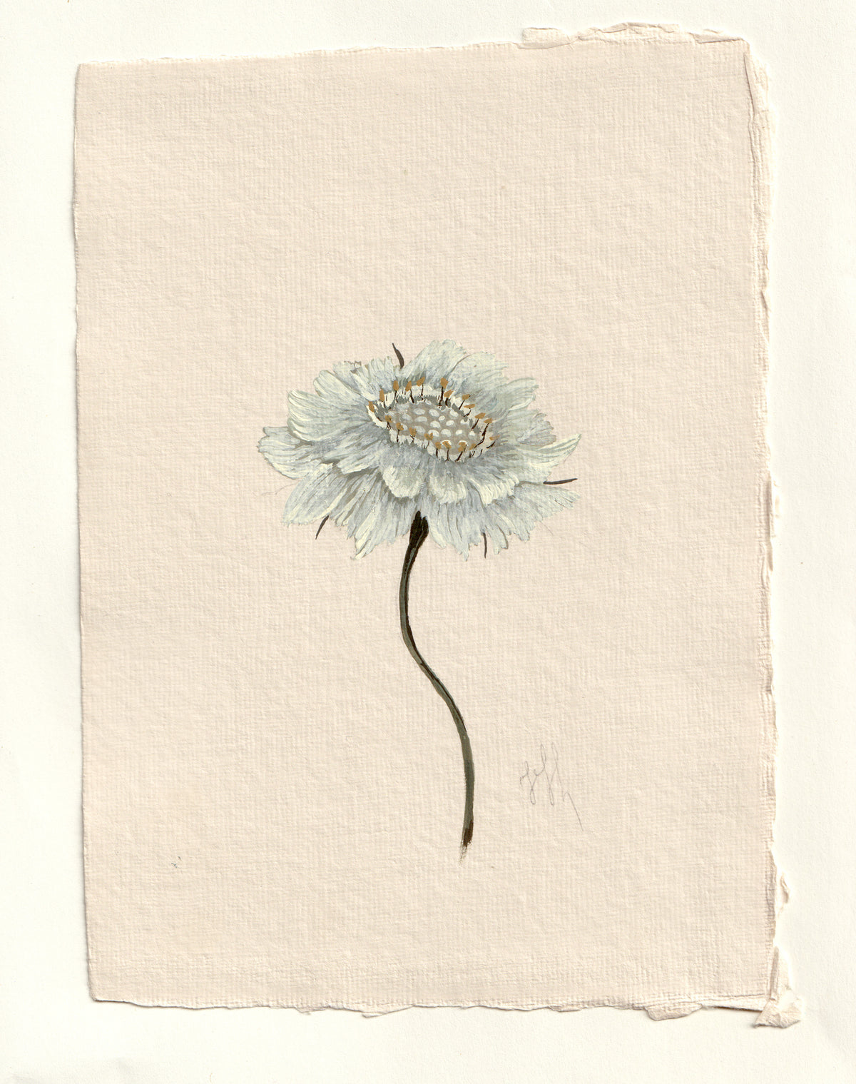 Scabiosa II - Original Gouache Study