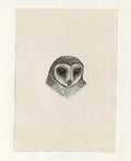 Greater Sooty Owl - Original Gouache Study