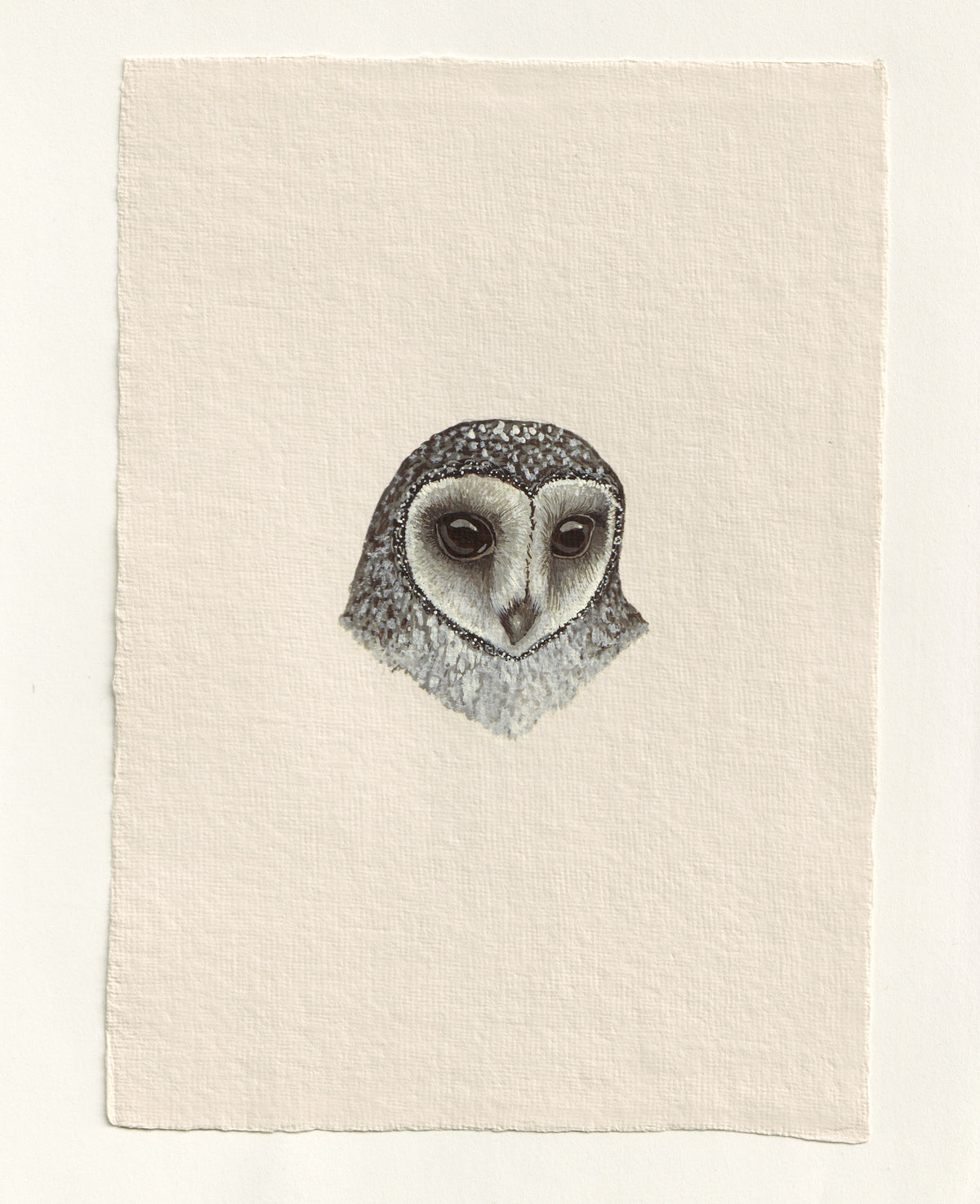 Greater Sooty Owl - Original Gouache Study