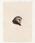 Barn Owl - Original Gouache Study