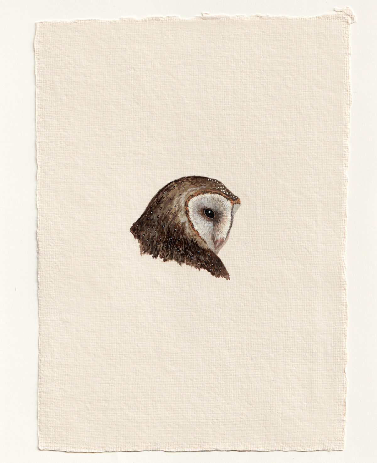 Barn Owl - Original Gouache Study