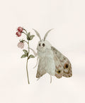 Moth with Murta Flower - Original Watercolor Illustration
