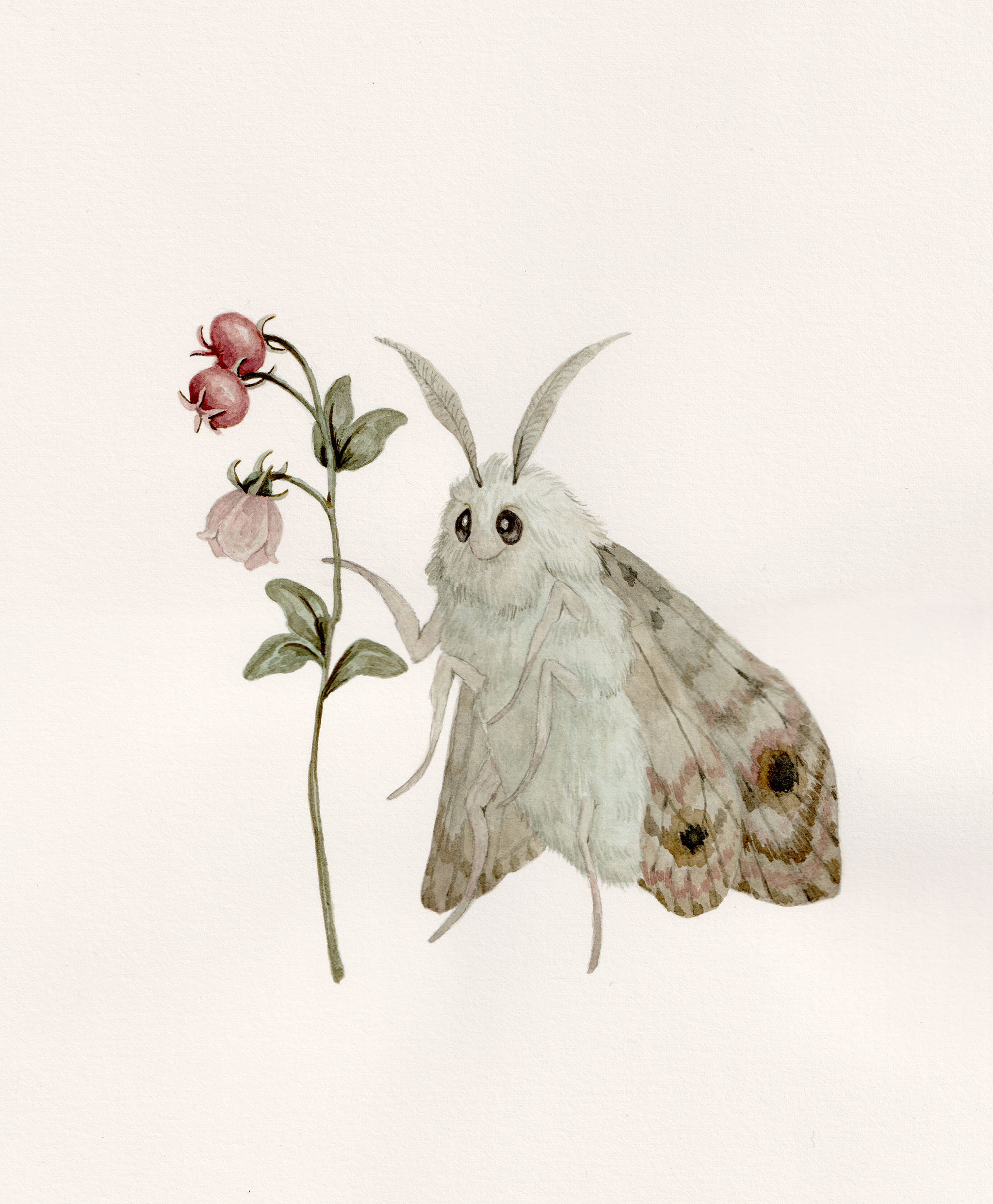 Moth with Murta Flower - Original Watercolor Illustration