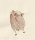 Sleeping Little Bat 2- Original Watercolor Illustration
